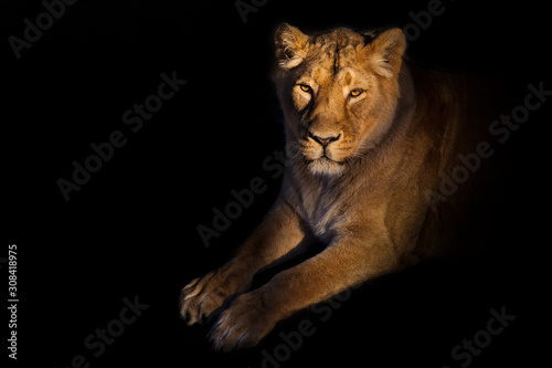 lioness on a black background. gracefully lies a yellow lioness with a shadow.powerful lion female with a strong body walks beautifully in the evening light. photo