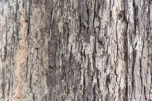 texture of bark of an old tree