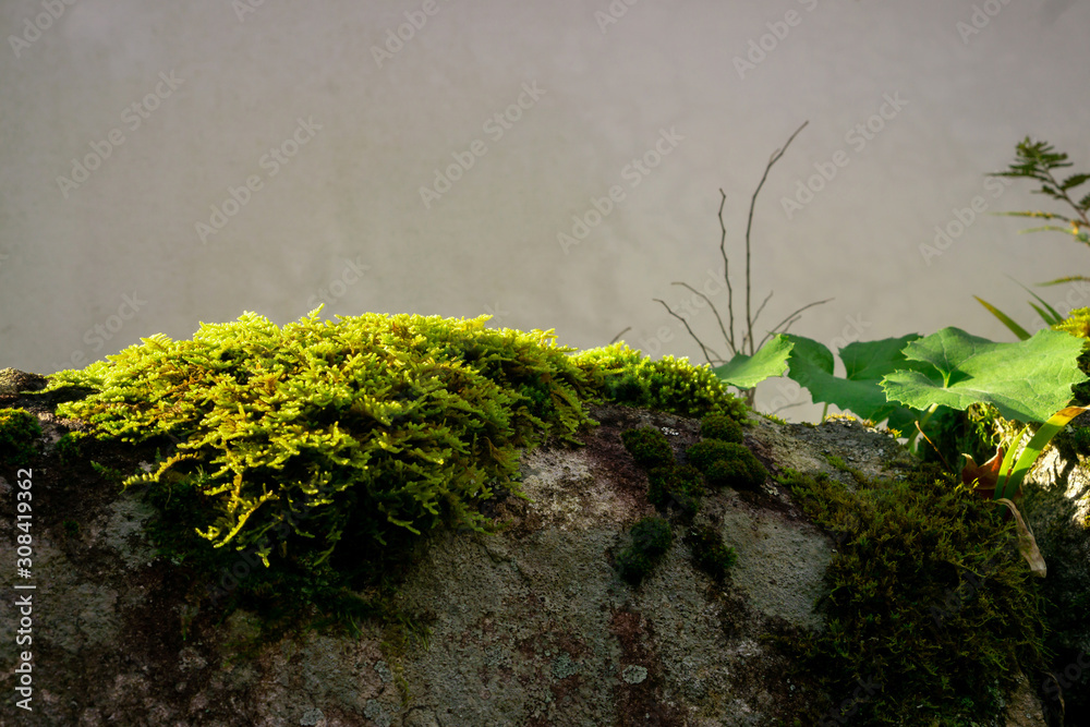 Fresh little green leaves of moss on the stone, closeup and selective focus image Fresh little green leaves of moss on the stone, closeup and selective focus image