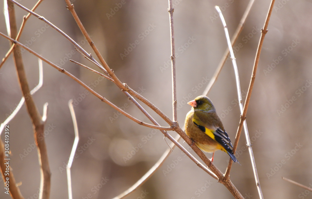 Fototapeta premium 軽井沢野鳥の森 カワラヒワ
