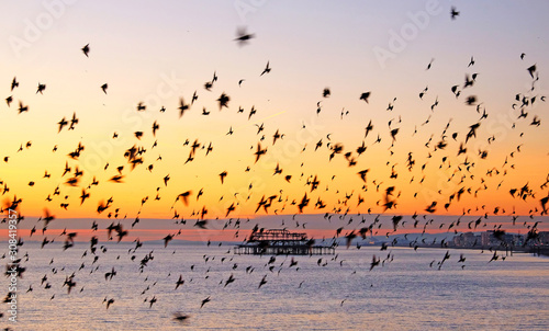 starlings flying in formation at sunset infront of west pier Brighton