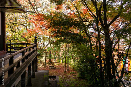 Branches of red leaves of maple trees in autumn season in a Japanese garden beside the terrace