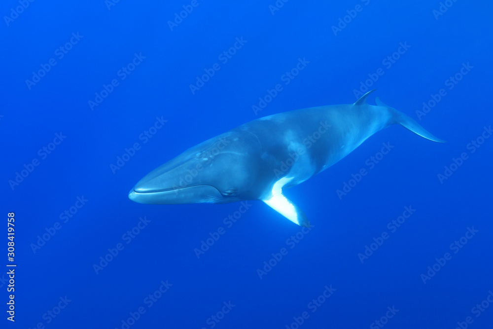 Fototapeta premium Dwarf minke whale