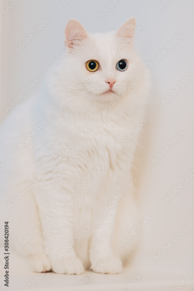 Fototapeta premium animal with eyes of different colors. Odd-eyed cat with blue and almond eyes. Heterochromia. Turkish Angora cat is sitting on a white background.