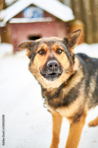 A large dog on a chain guards the yard in winter.