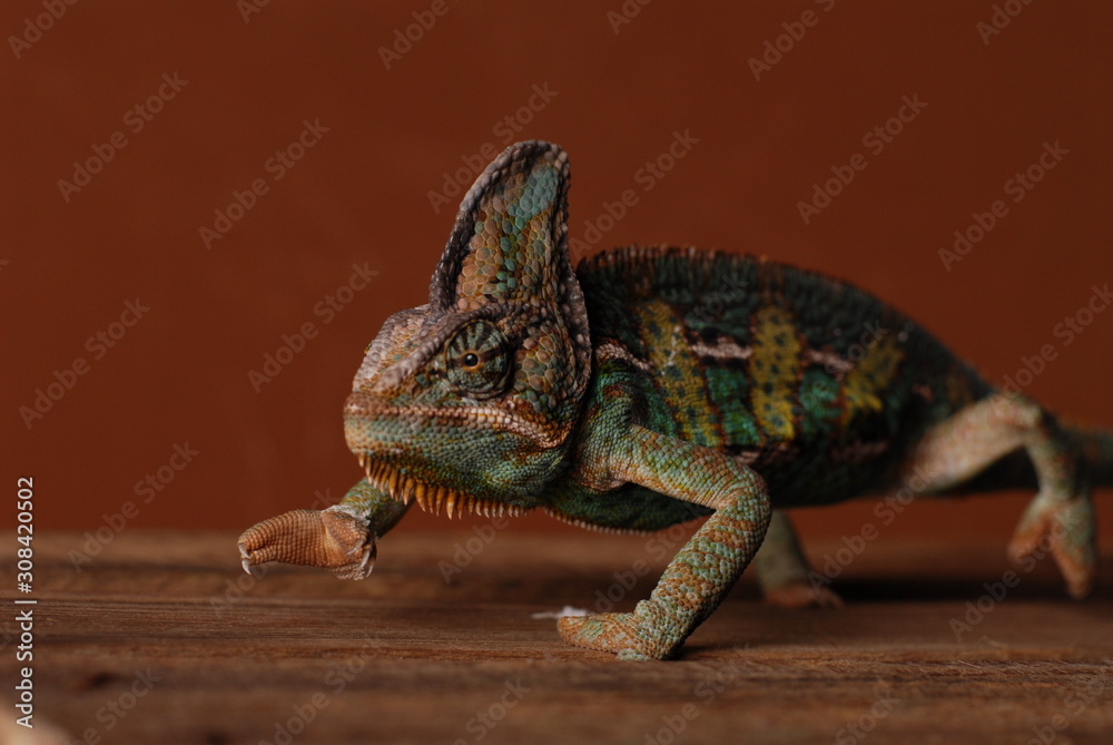 Naklejka premium Jemenchameleon