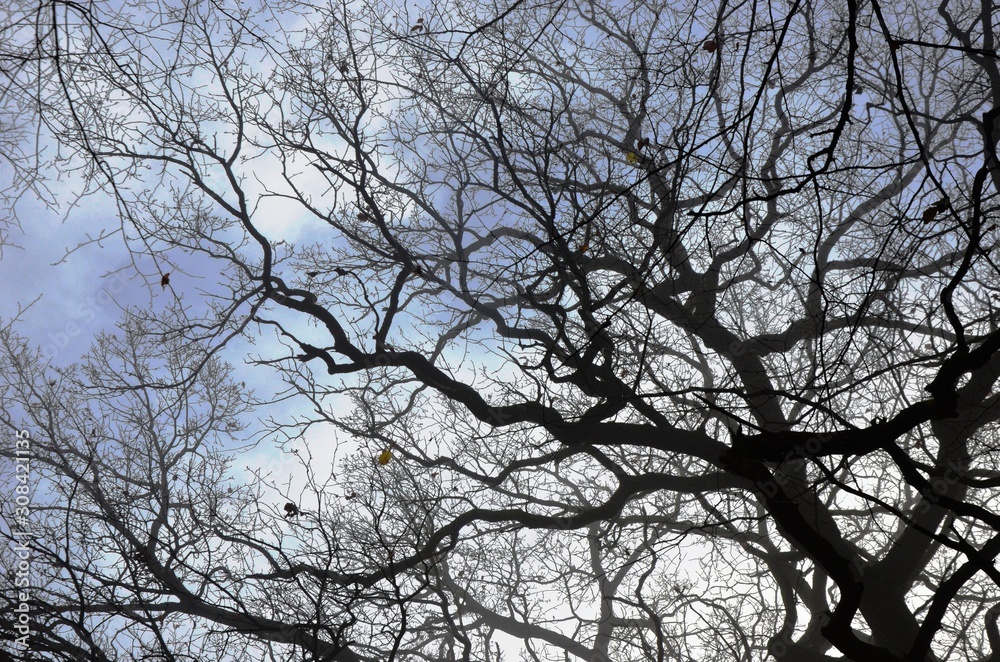 silhouette of tree without leaves, black branches and trunk of old big oak tree in foggy morning forest on gray and blue sky background. silhouette of tree without leaves, black branches and trunk of old big oak tree in foggy morning forest on gray and blue sky background.