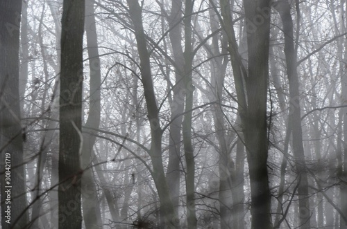 silhouette of trees without leaves, dark branches and trunk in foggy morning forest on gray sky background. texture, blurred background with copy space