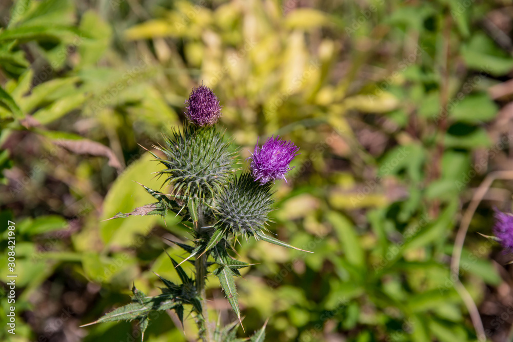 Large Bull Thistle flower in the fields, nature outdoors, wild plants in a meadow in the summer Large Bull Thistle flower in the fields, nature outdoors, wild plants in a meadow in the summer
