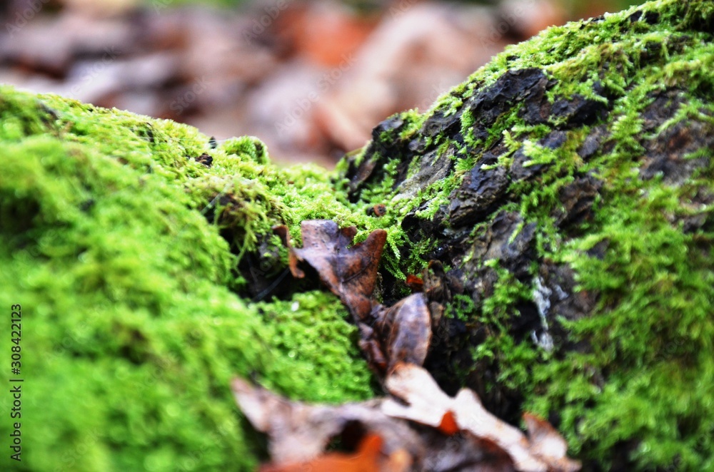 green moss and dry brown oak leaves in forest on blurred background. green background with copy space green moss and dry brown oak leaves in forest on blurred background. green background with copy space