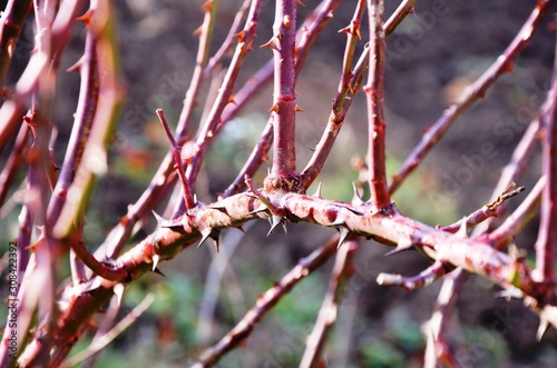prickly branches of a rose bush growing in the garden on a blurred background.