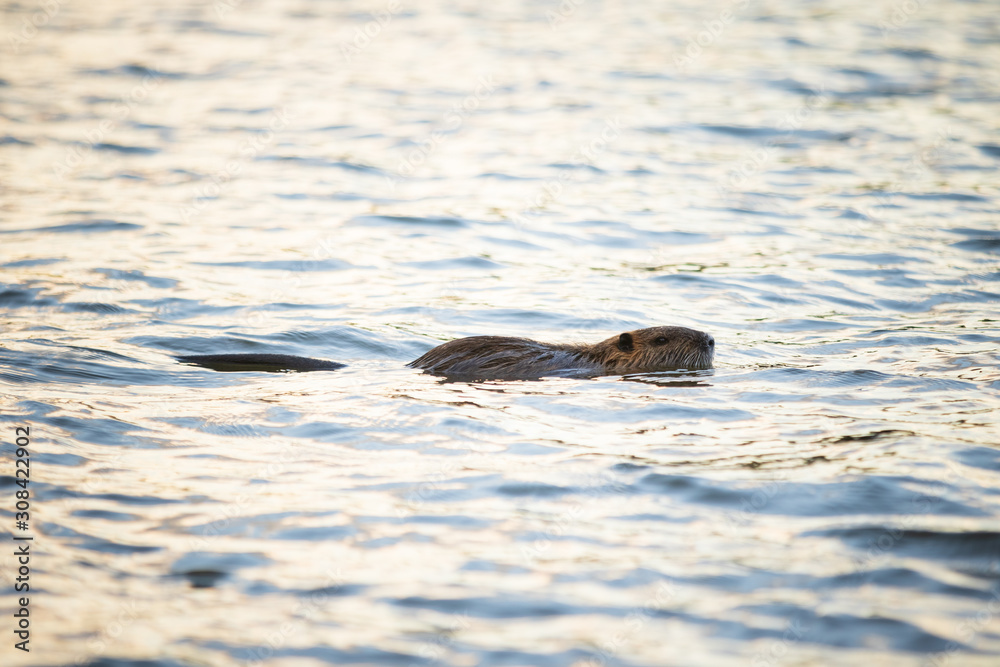 Fototapeta premium 池を泳ぐヌートリア