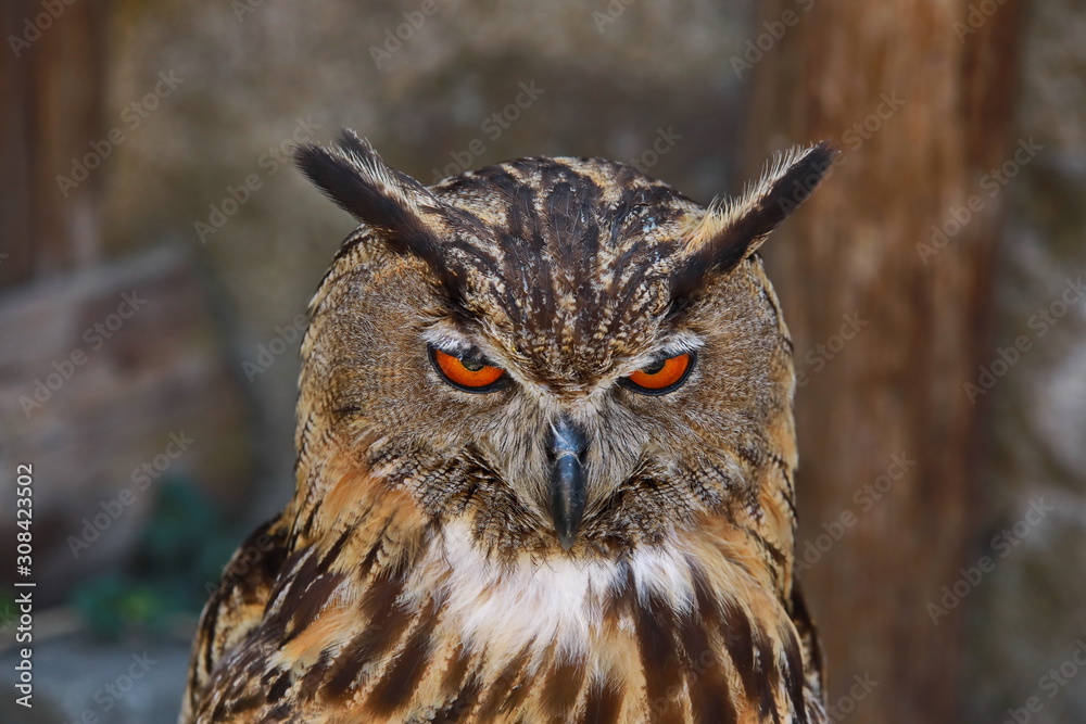 Grumpy owl Grumpy owl