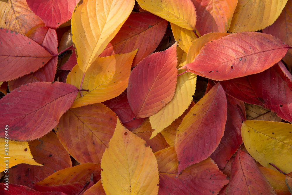 紅葉の落ち葉-e