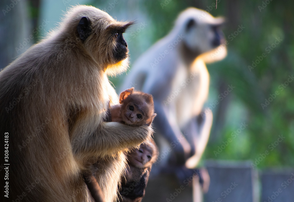 Obraz premium monkey in a family mood in an early morning 