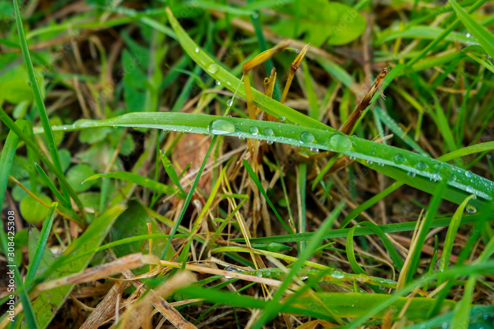 Primo piano delle goccioline di rugiada su dei fili d’erba in un prato verde, stagioni e natura
