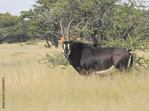 Sable antelope in Dronfield Nature Reserve photo