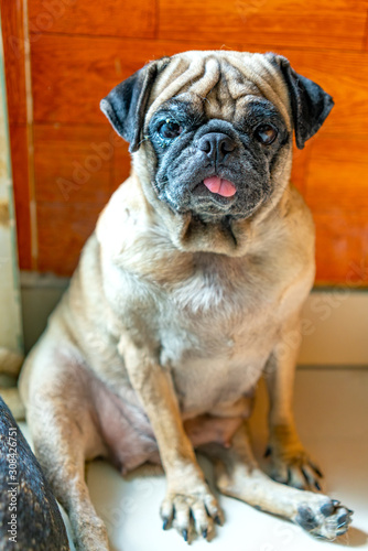 Bulldog portrait in domesticated pet. They have a saggy face and wrinkled skin but are very friendly to humans © huythoai
