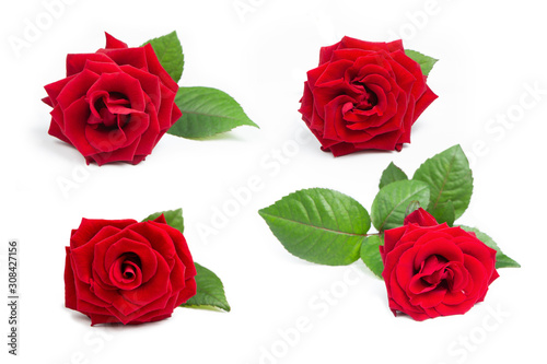 Set of red roses on a white isolated background. Close-up. Elements for decoration. © Olga