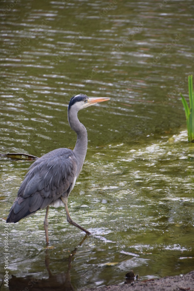 Naklejka premium Heron in park pond nature scene