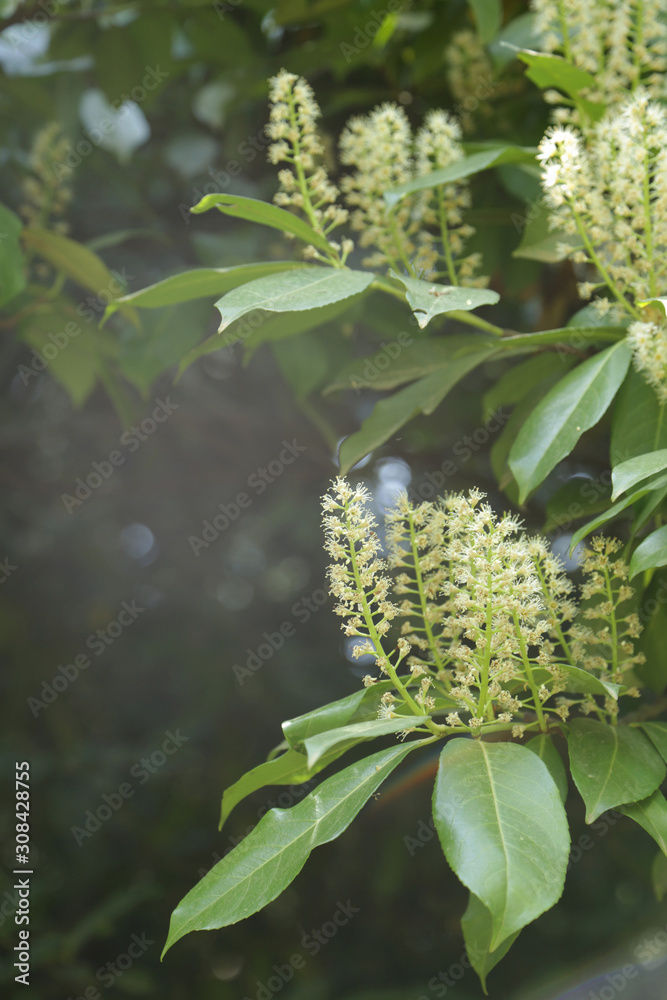Branch with blooming Ailanthus altissima flowers Branch with blooming Ailanthus altissima flowers