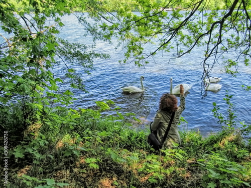 junge frau füttert am seeufer schwäne photo