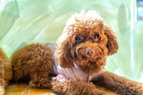 Canvas Print Cute puppies with impressive fur in the domesticated house