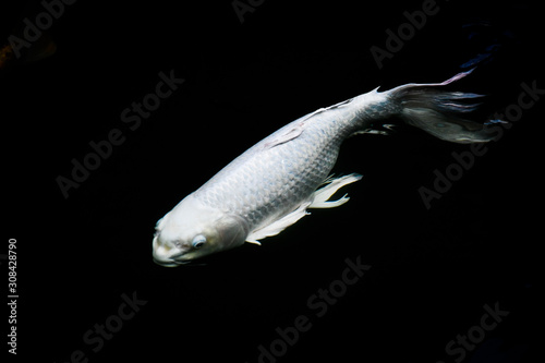 koi carp fish japan isolated on black background