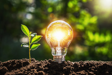 lightbulb tree with sunlight on soil. concept save world and energy power