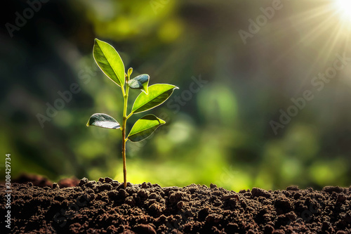 small tree growing with sunshine in garden. eco concept photo