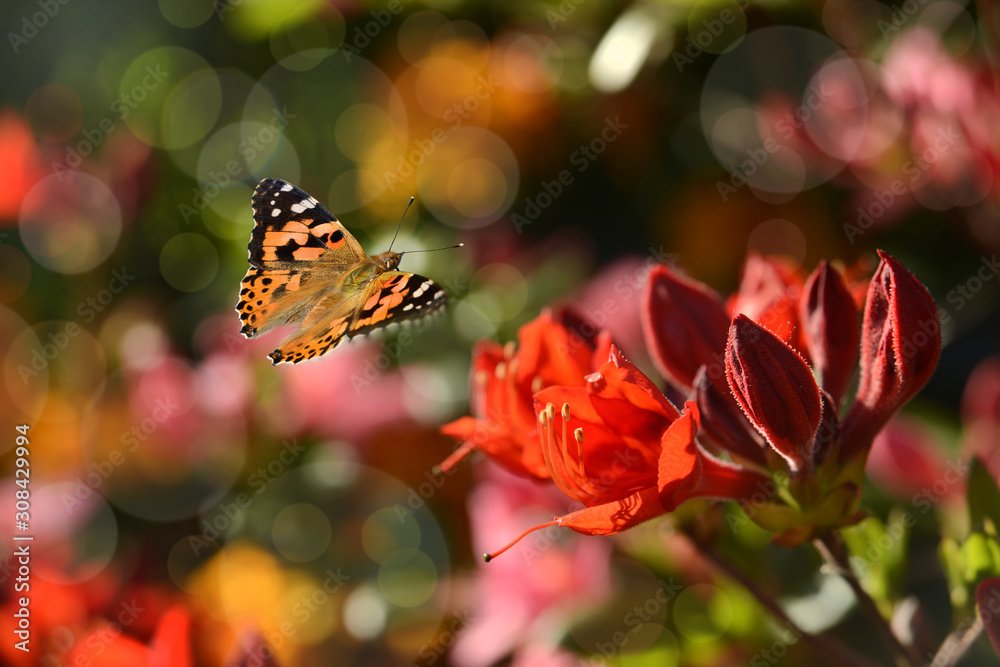 Schmetterling 590 Schmetterling 590