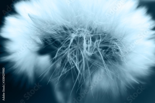 dandelion with parachutes close-up. background . dandelion in bloom