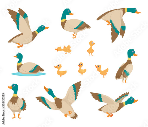 Wild birds. Funny ducks flying and swimming in water brown wings vector birds cartoon style. Duck bird wild, adorable wildlife natural illustration