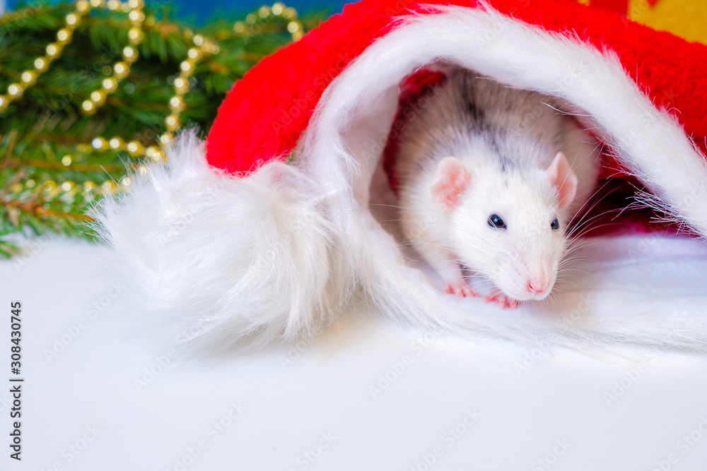 white rat in red santa claus hat. The symbol of the new year on the Chinese calendar white rat in red santa claus hat. The symbol of the new year on the Chinese calendar