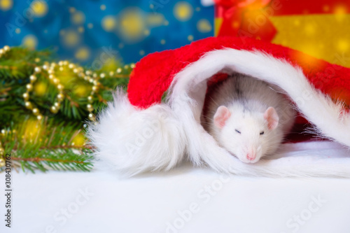 white rat sleeps in red santa claus hat. The symbol of the new year on the Chinese calendar