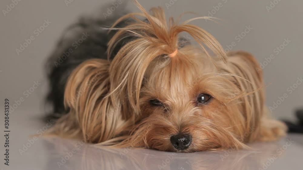 yorkshire terrier on the grey background yorkshire terrier on the grey background