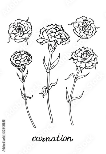 Vector set of hand drawn carnations. Design for cards, papers, covers, invitations, frames and fabric
