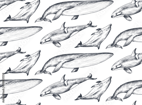 Vector monochrome seamless pattern with ocean animals whale, dolphin, orca in sketch style.
