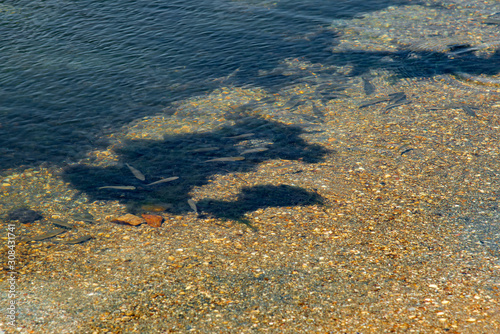 Small fish swims in a flock in seawater on the shore, top view. photo
