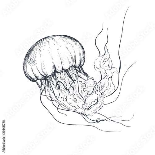 Vector hand drawn jellyfish in sketch style isolated on white.