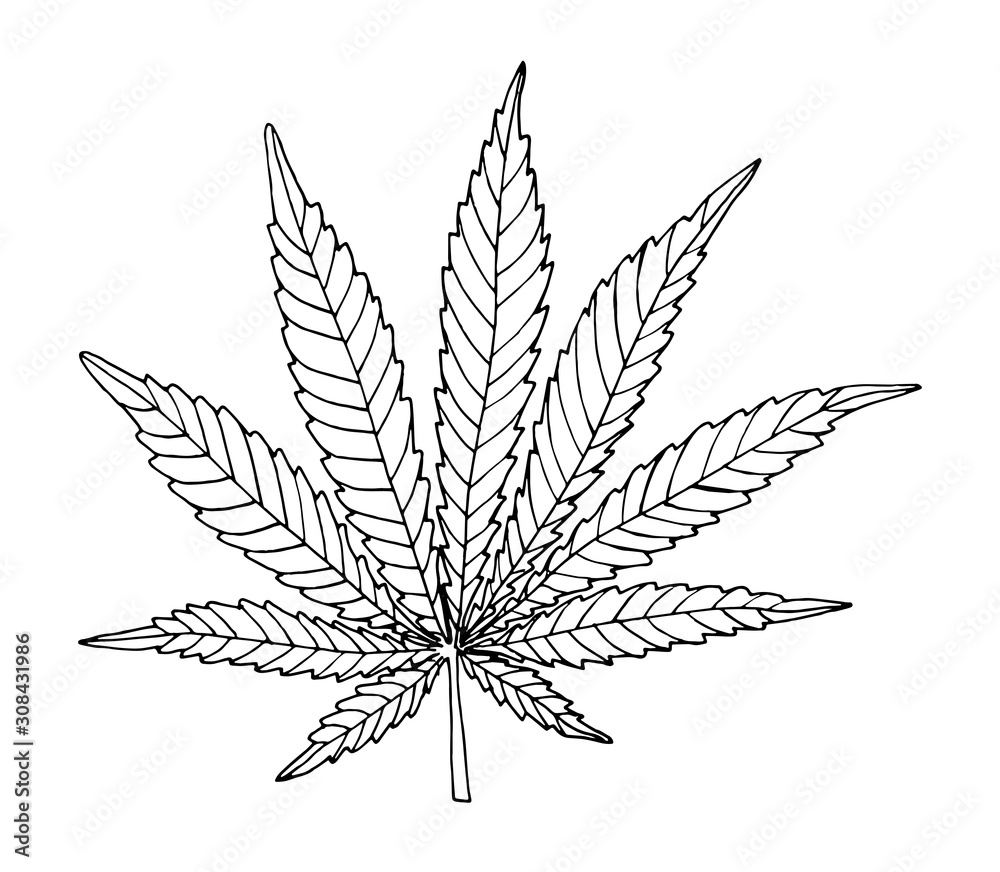 Floral vector illustration. Hand drawing hemp leaf on white background. Botanical line art. Floral vector illustration. Hand drawing hemp leaf on white background. Botanical line art.