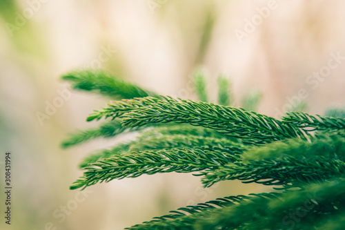 Norfolk Island Pine on nature blurred background. Close up Norfolk Island Pine on green nature. Araucaria heterophylla. Element design nature and green environment concept