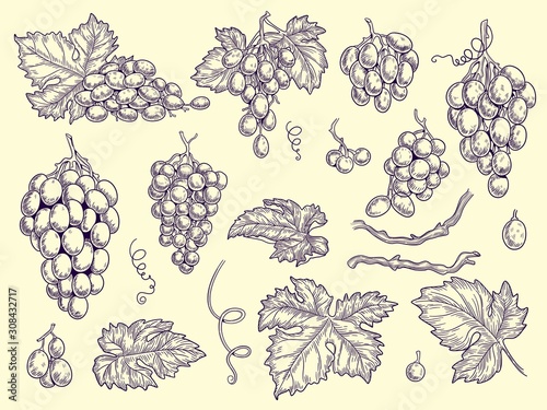 Grapes set. Vineyard collection wine grapes and leaves vector engraving graphic pictures for restaurant menu. Illustration grape wine, fresh taste grapevine