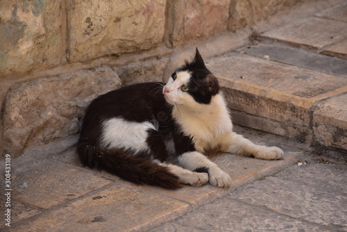 Street cats in Nazareth Old City