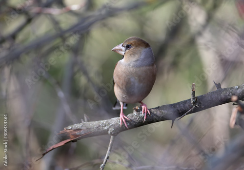 Unusually close-up hawfinch (Coccothraustes coccothraustes). The bird was shot near unusual drinking angles.