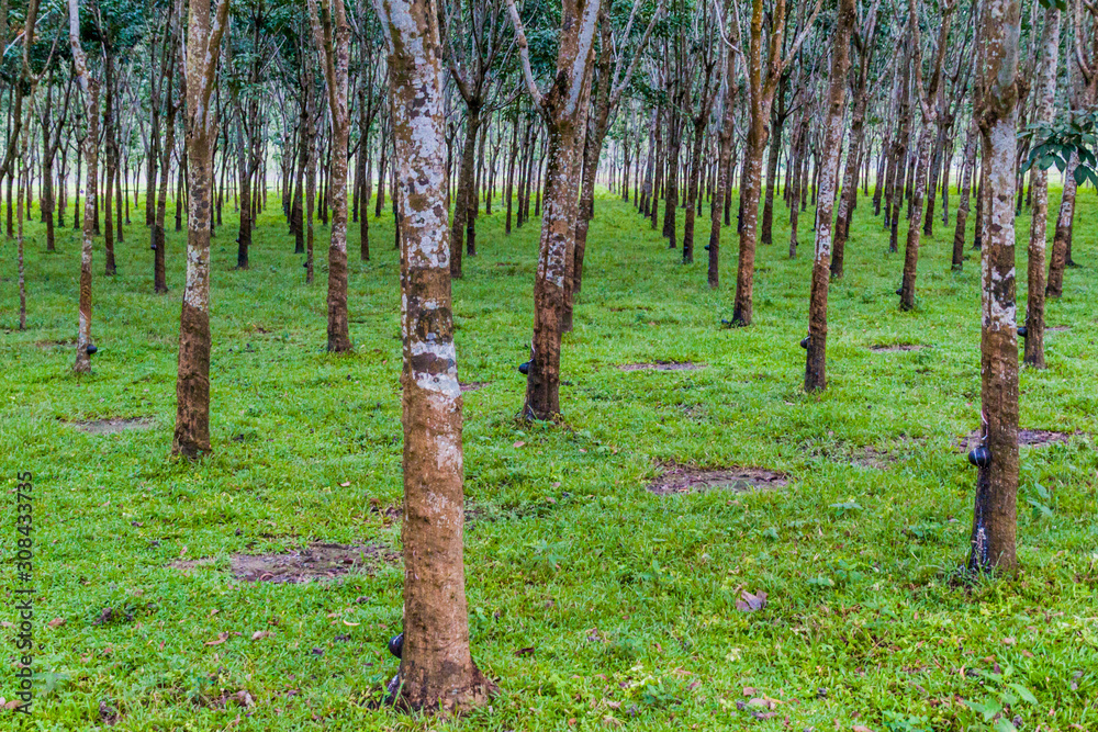 Obraz premium Rubber tree plantation near Srimangal, Bangladesh