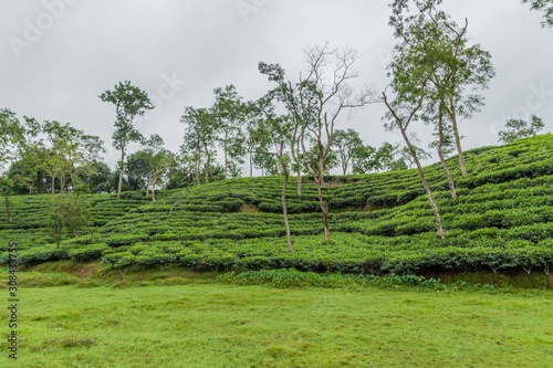 Tea gardens near Srimangal, Bangladesh photo