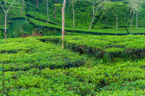 Tea gardens near Srimangal, Bangladesh