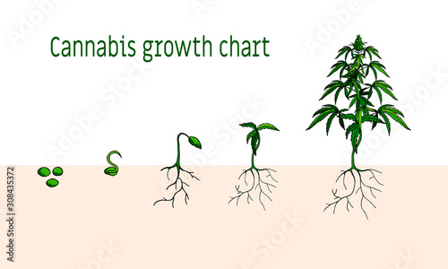 Vector cannabis growth chart.  Green cannabis isolated on white. Medical marijuana. Cartoon flat style