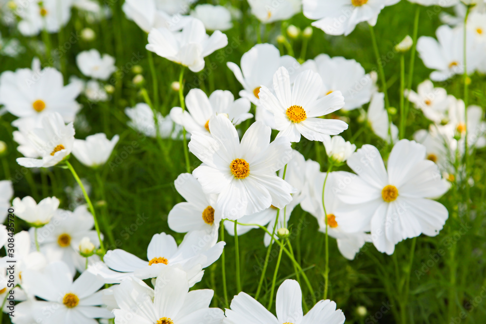 White blooming cosmos flower in garden White blooming cosmos flower in garden